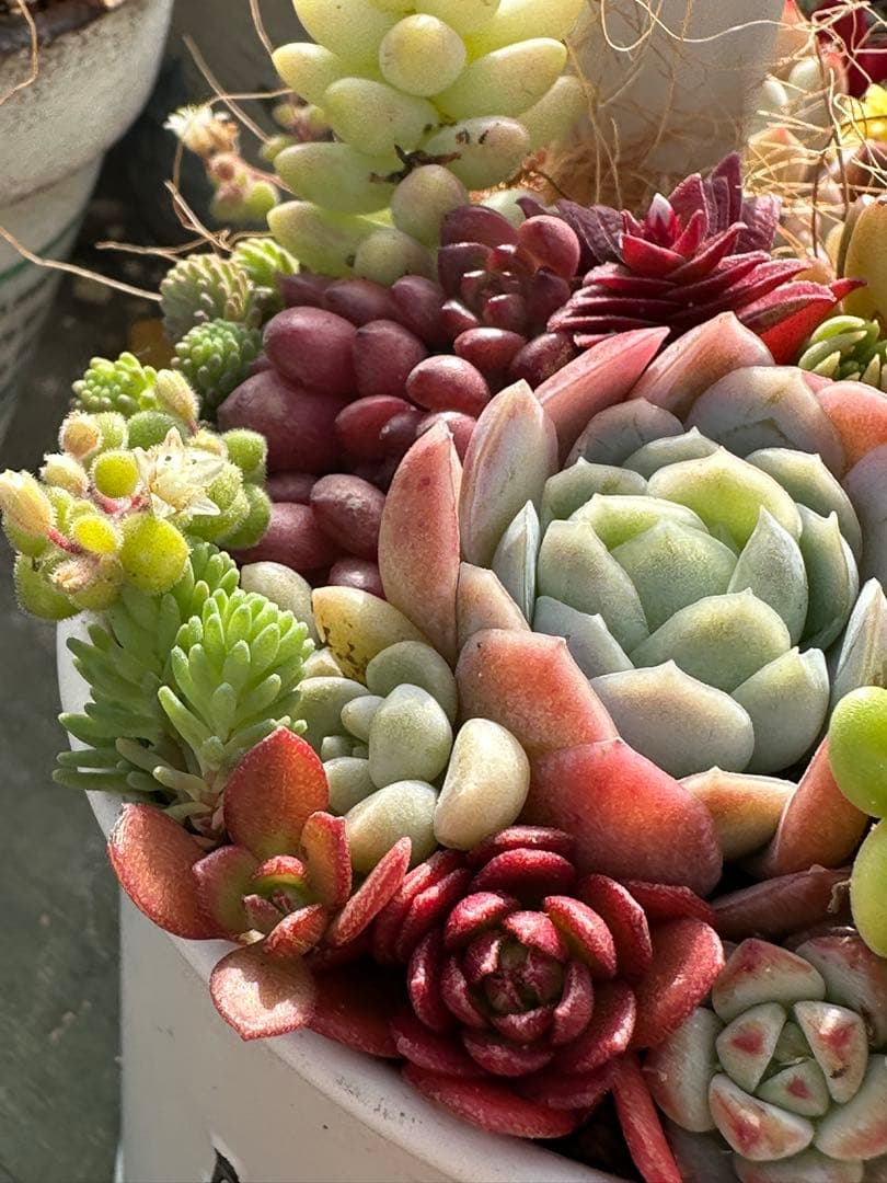 多肉植物の寄せ植え（白い鉢）