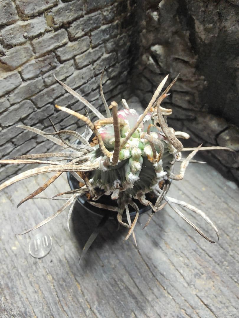 おでん。サボテン　奇巌大鳳玉F75