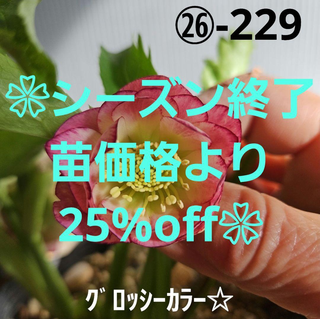 ㉖-229クリスマスローズ