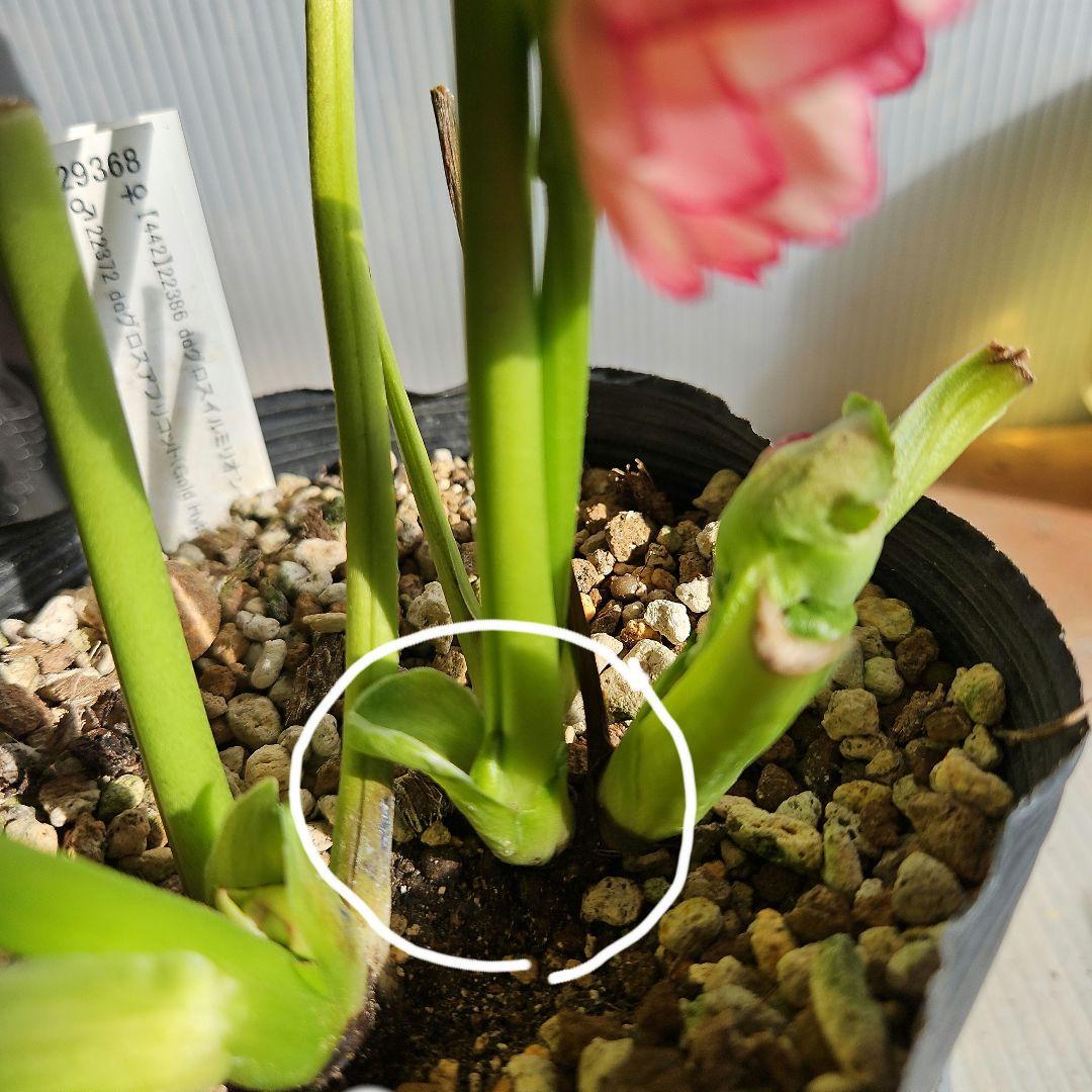 ㉖-229クリスマスローズ