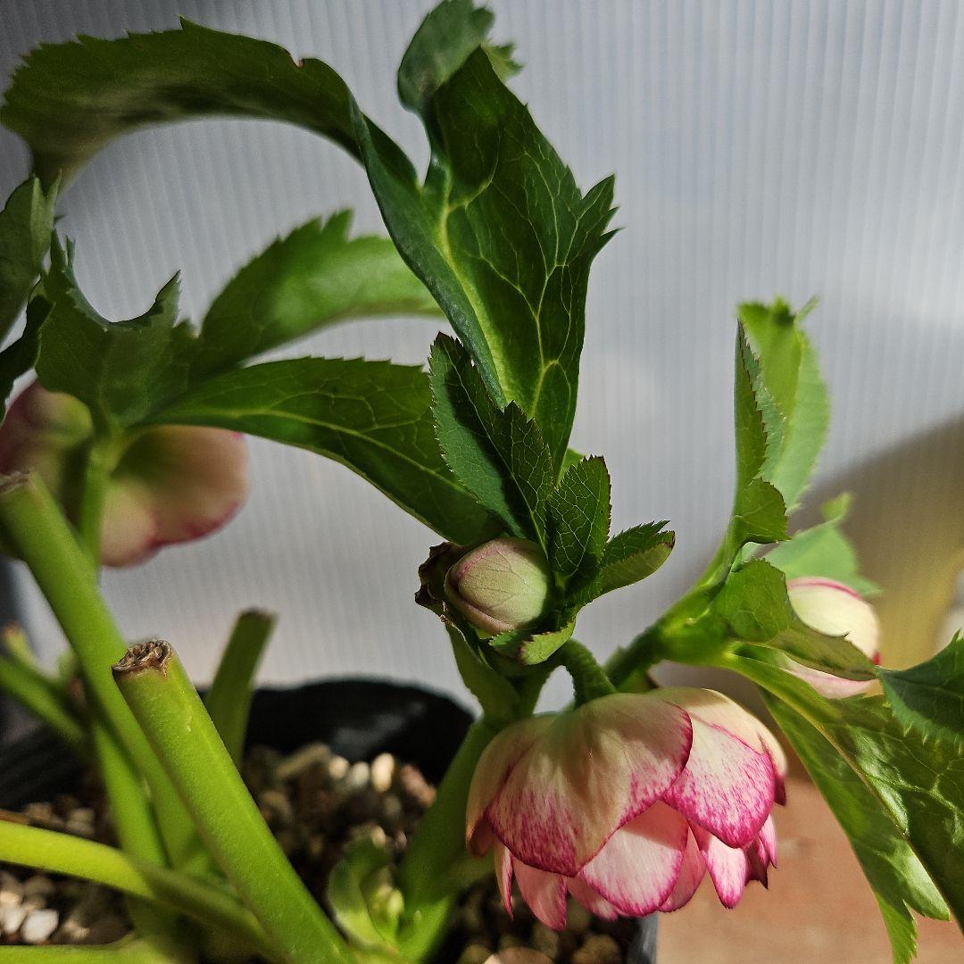 ㉖-229クリスマスローズ