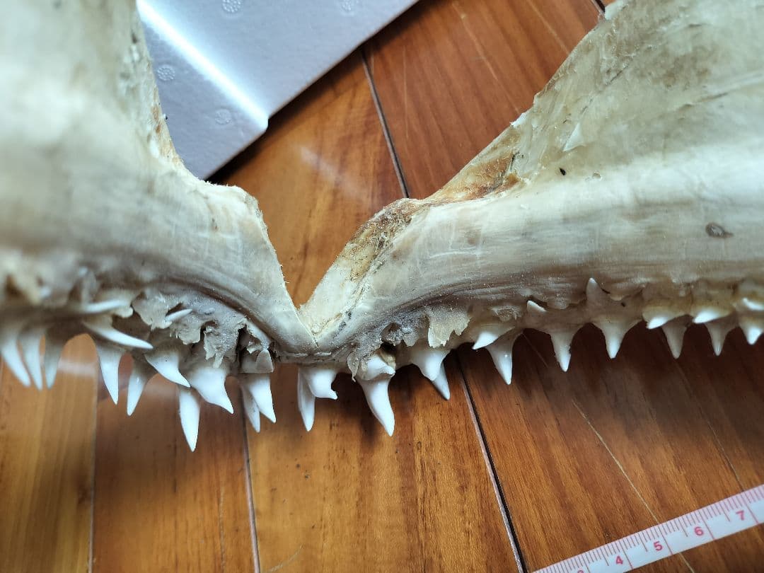サメ 顎 歯
