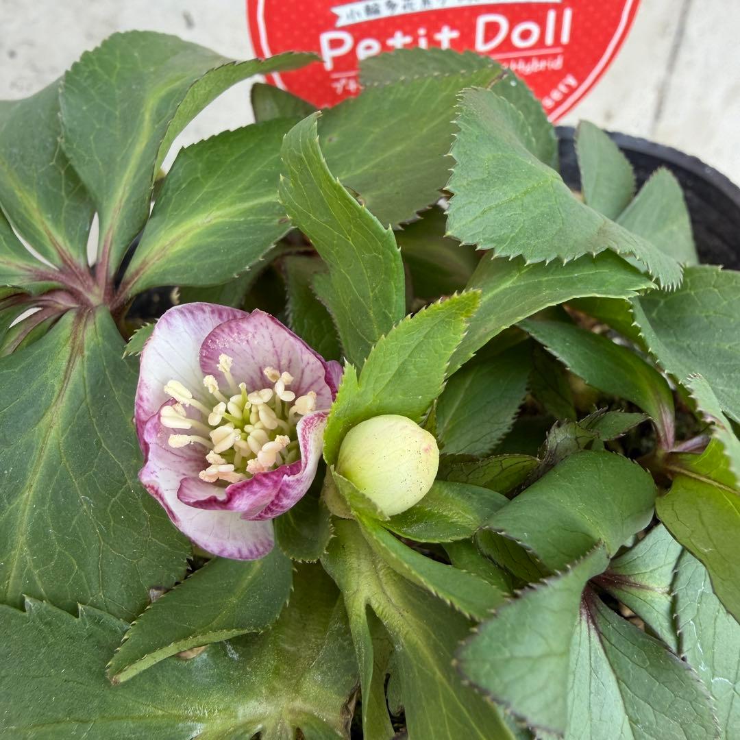 クリスマスローズ　プチドール　ベビードール　4号