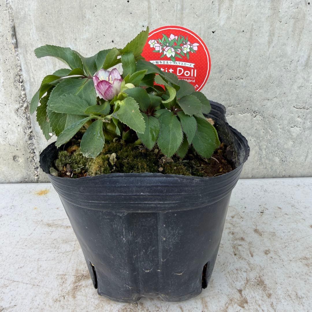 クリスマスローズ　プチドール　ベビードール　4号