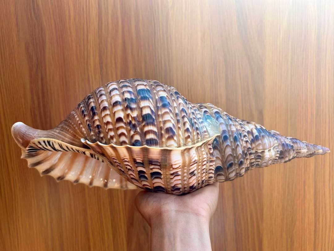 法螺貝　38cm 天然そのままの色(とっても綺麗) 蓋付