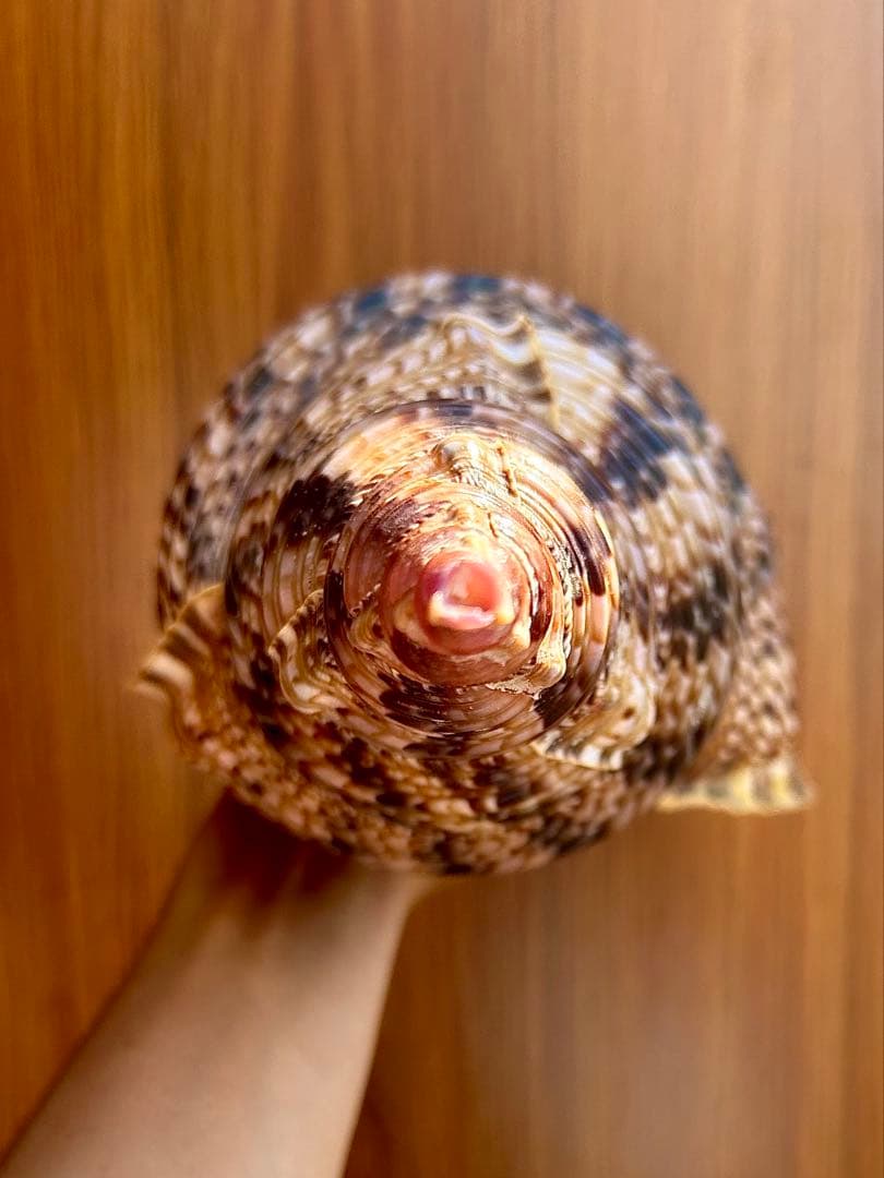 法螺貝　38cm 天然そのままの色(とっても綺麗) 蓋付