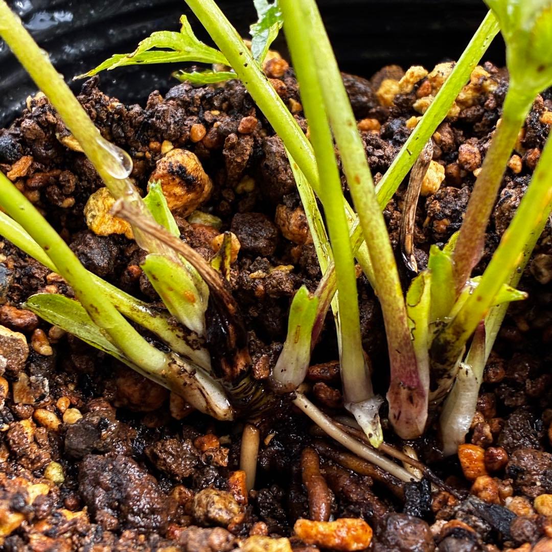 も*読様 3576☘️蕾花付き☘️⭐️オーレアXボッコネイ⭐️芳香⭐️小輪⭐️ピ