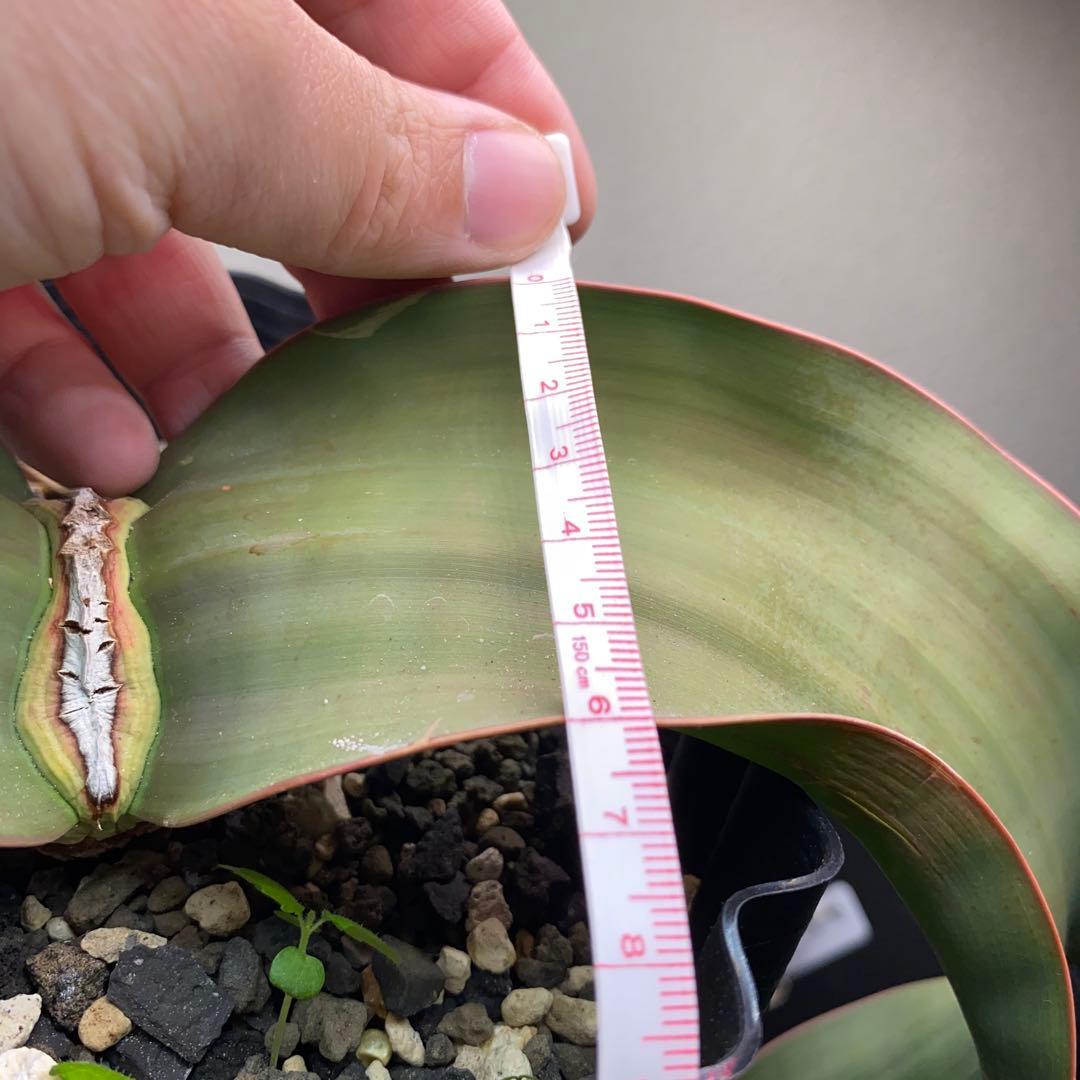 ウェルウィチア　ミラビリス　奇想天外　大株　最高葉幅8cm