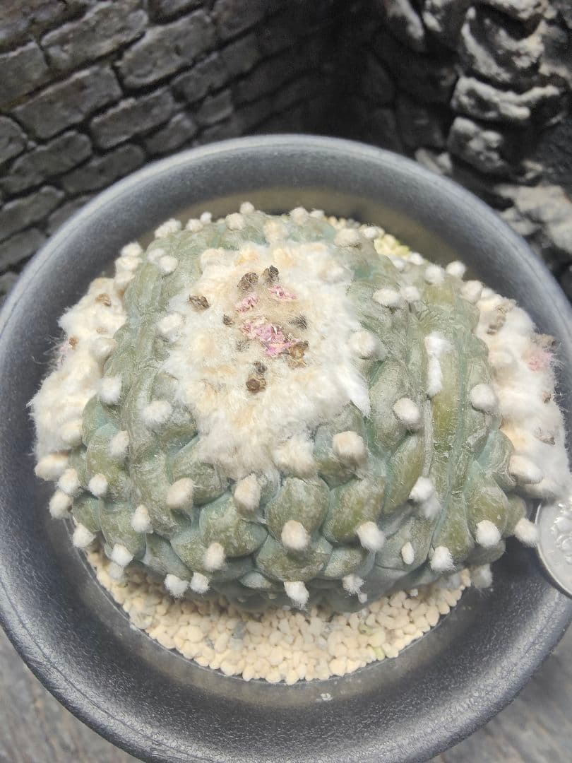 サボテン　銀冠玉　綴化　中株