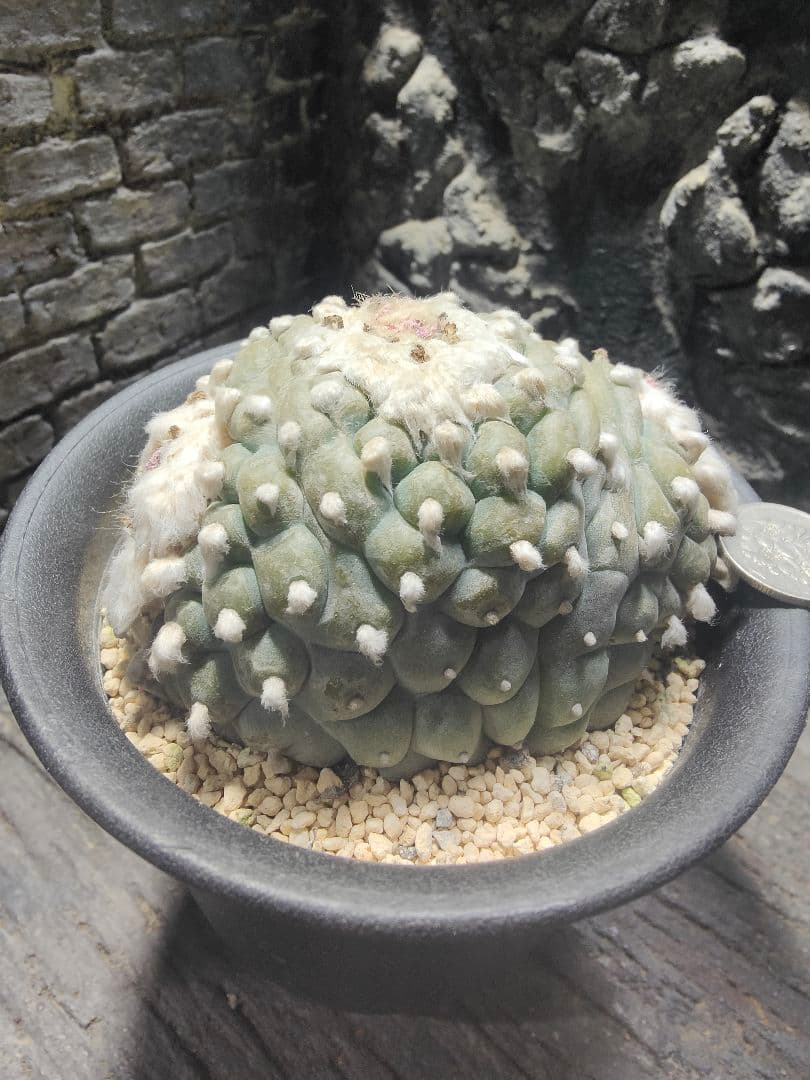 サボテン　銀冠玉　綴化　中株