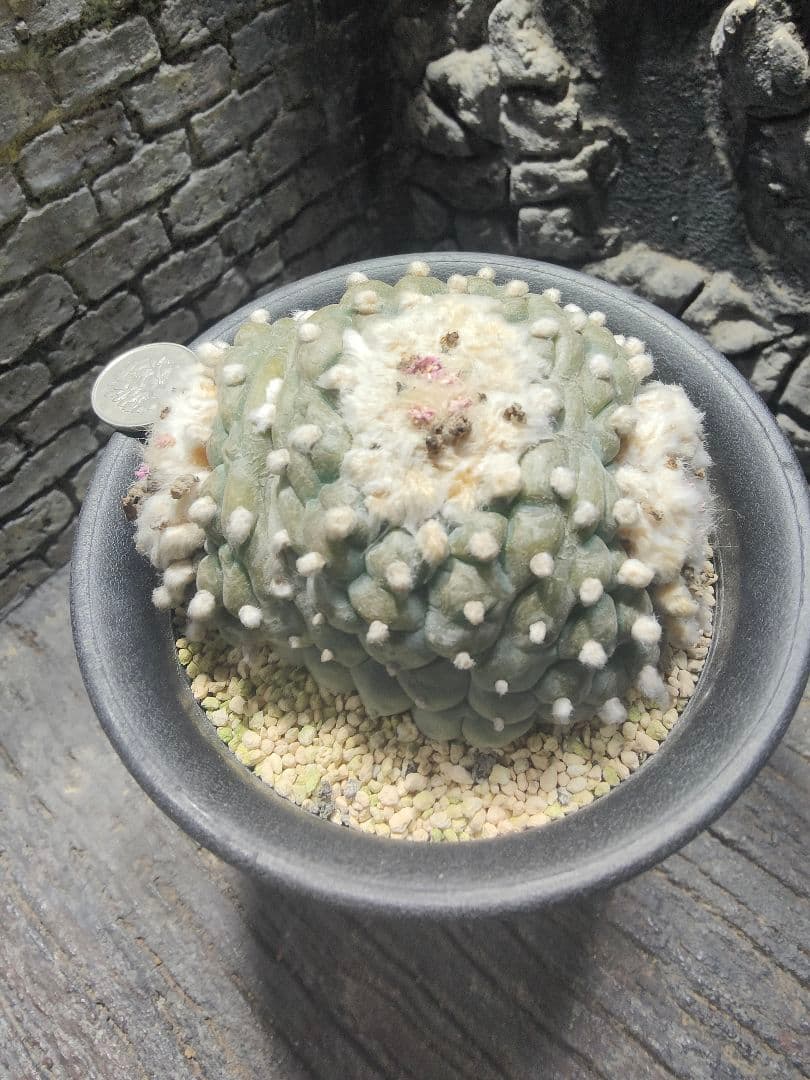 サボテン　銀冠玉　綴化　中株