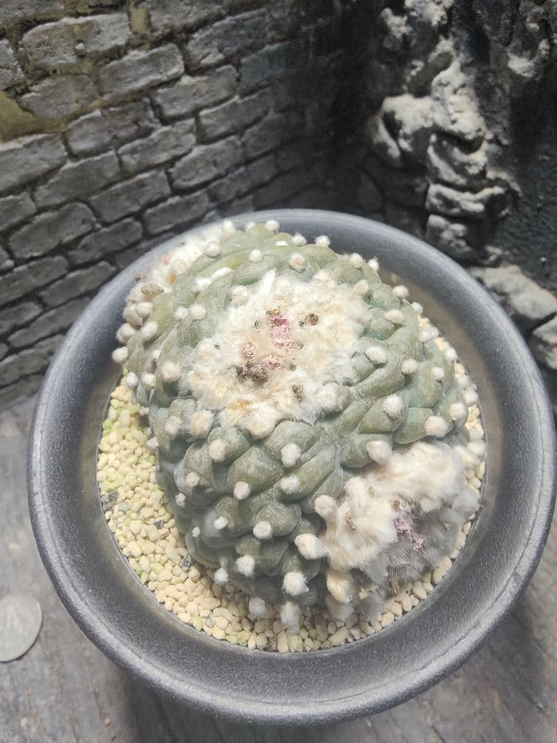 サボテン　銀冠玉　綴化　中株