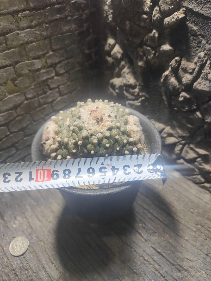 サボテン　銀冠玉　綴化　中株