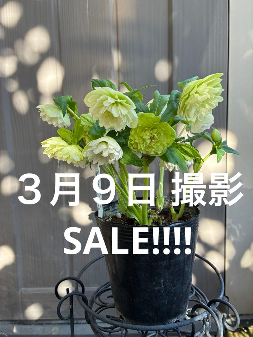 ♡野田園芸♡ 超多弁　ホワイトピコティ大充実株