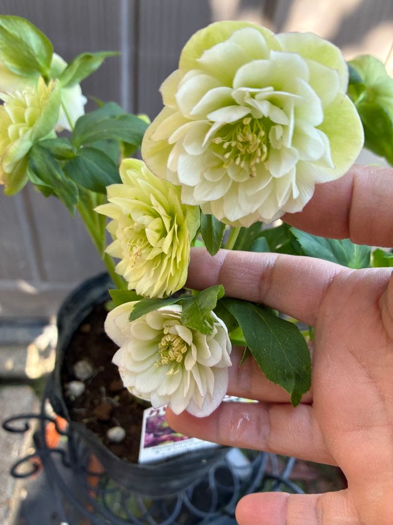 ♡野田園芸♡ 超多弁　ホワイトピコティ大充実株