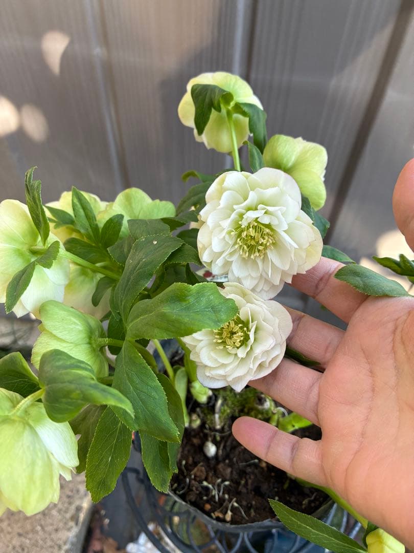 ♡野田園芸♡ 超多弁　ホワイトピコティ大充実株