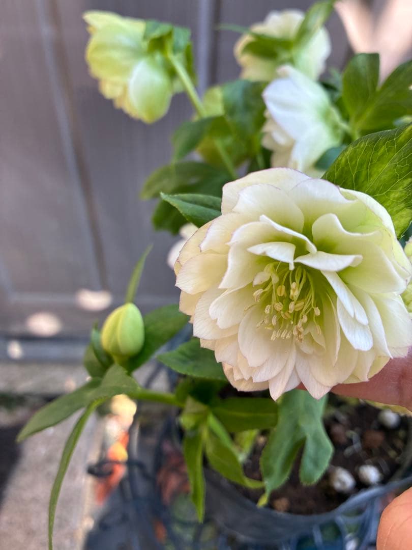 ♡野田園芸♡ 超多弁　ホワイトピコティ大充実株