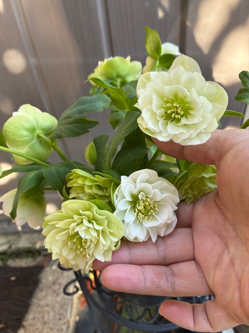 ♡野田園芸♡ 超多弁　ホワイトピコティ大充実株