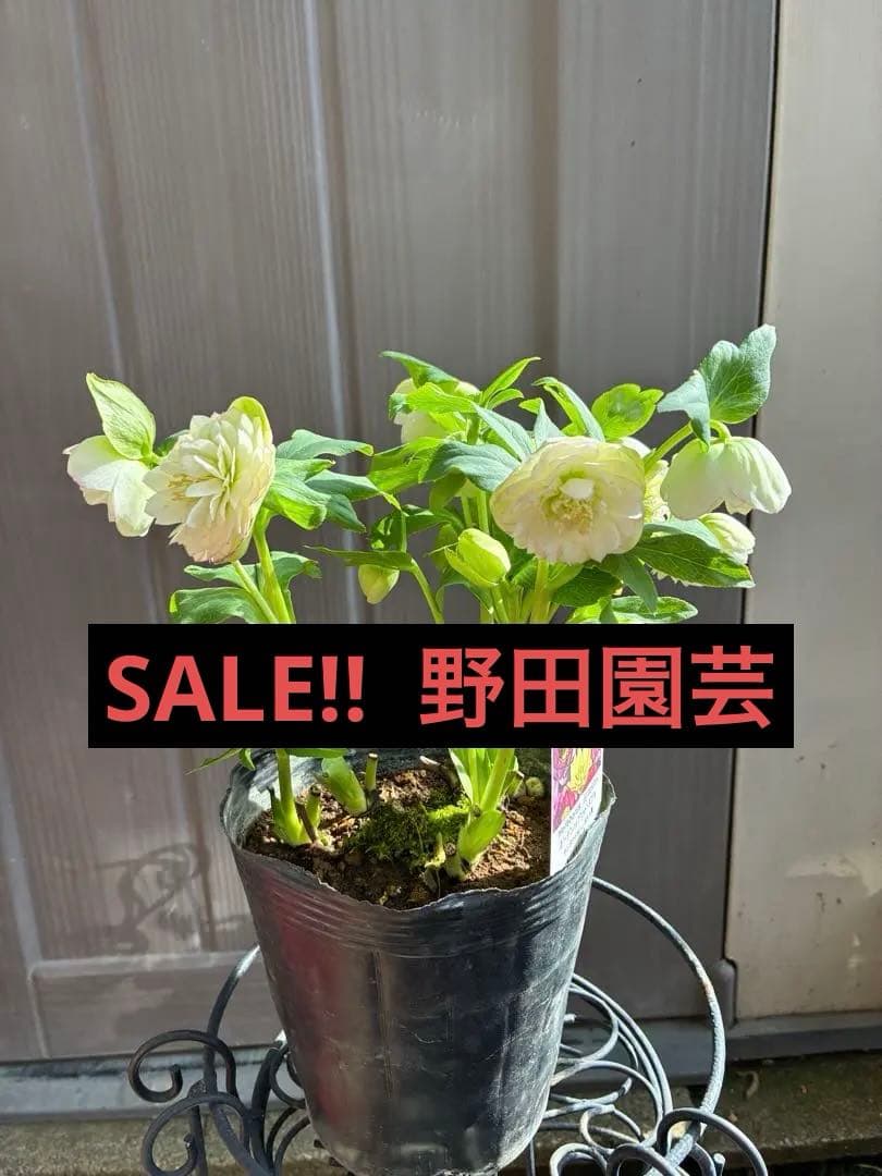 ♡野田園芸♡ 超多弁　ホワイトピコティ大充実株