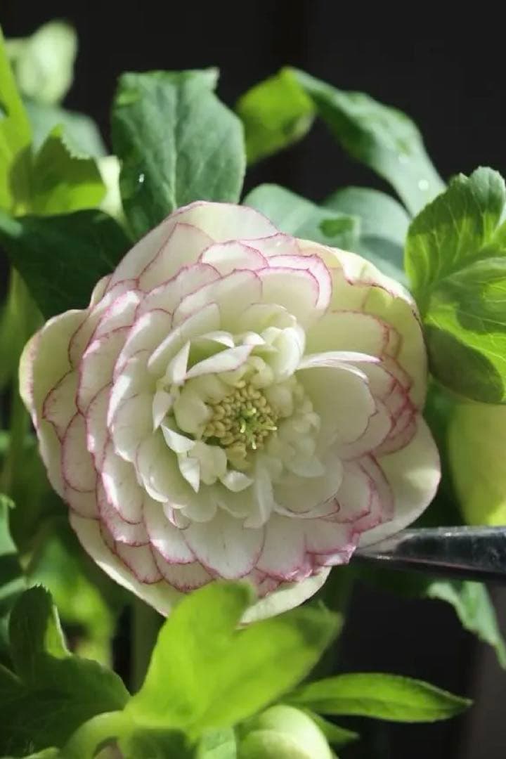 ♡野田園芸♡ 超多弁　ホワイトピコティ大充実株