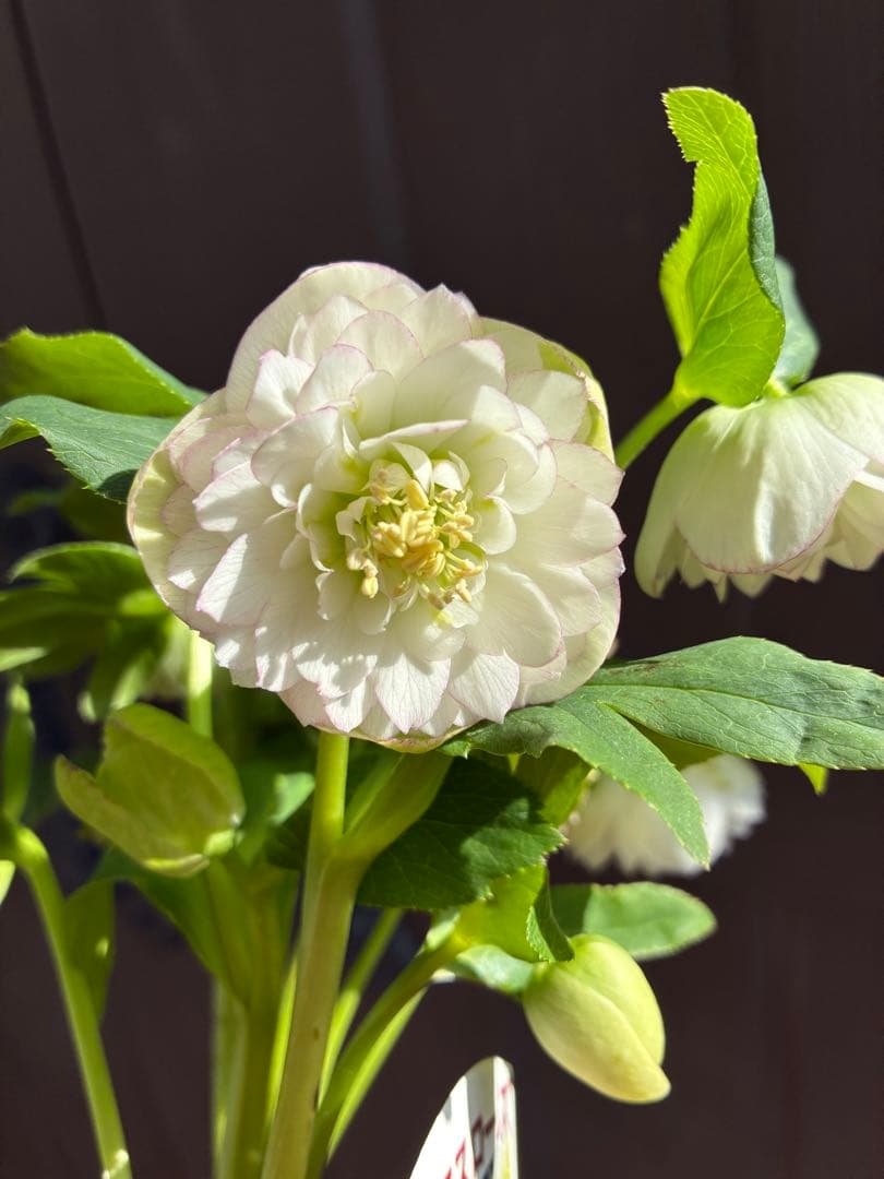♡野田園芸♡ 超多弁　ホワイトピコティ大充実株