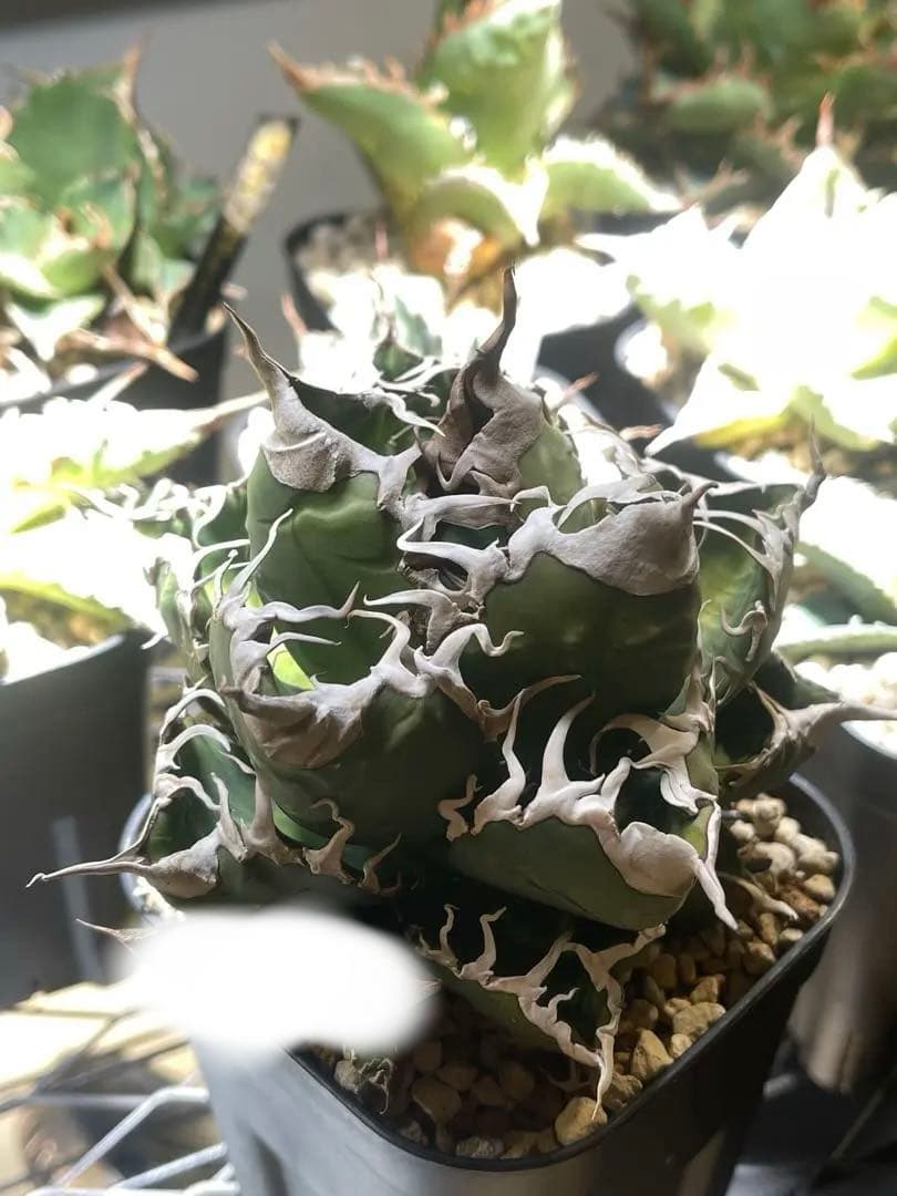 アガベ　スーパーチタノタ　オテロイ　悪魔くん　スパチタ　大株　バケモノ