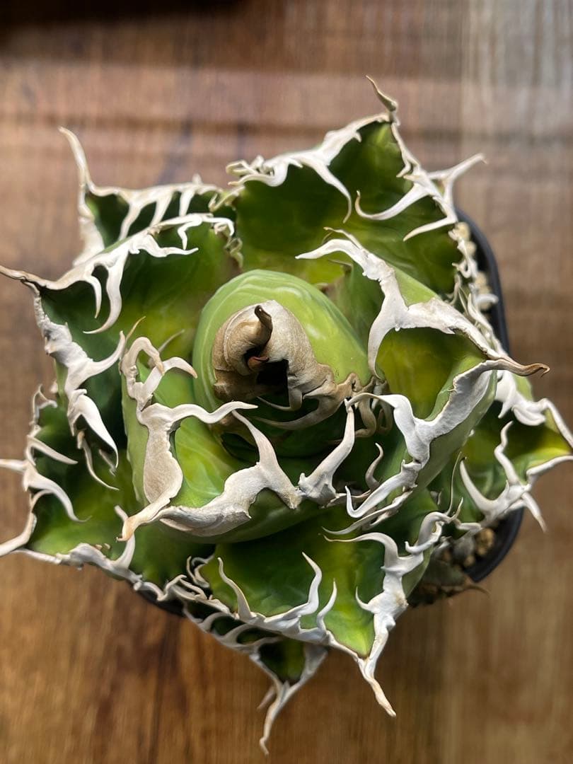 アガベ　スーパーチタノタ　オテロイ　悪魔くん　スパチタ　大株　バケモノ