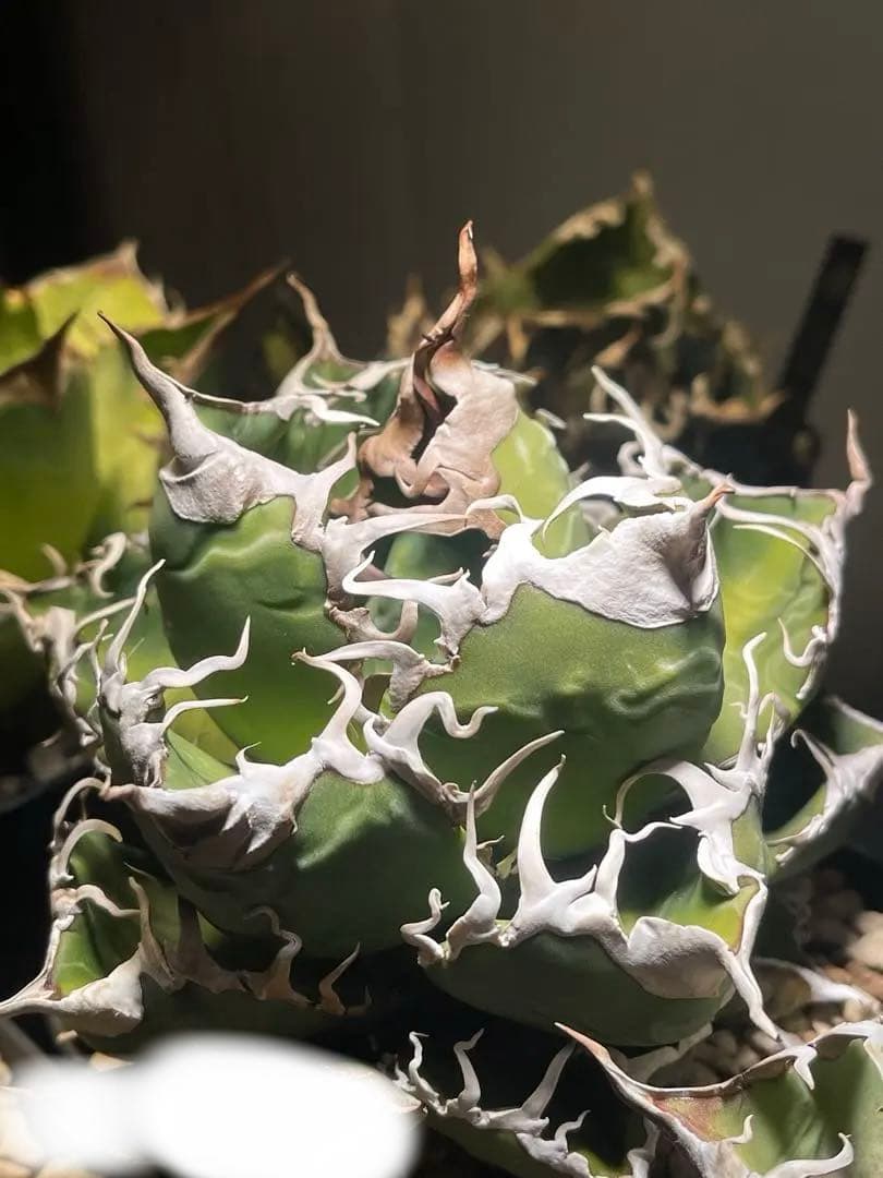 アガベ　スーパーチタノタ　オテロイ　悪魔くん　スパチタ　大株　バケモノ