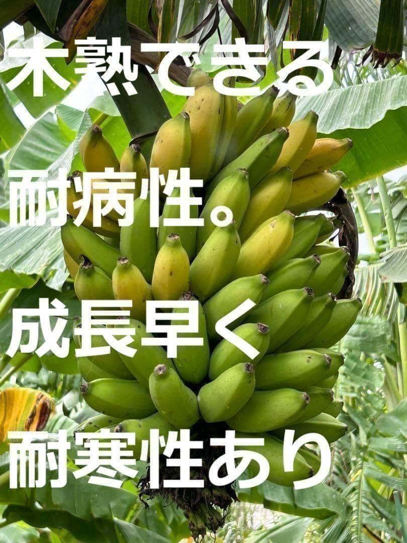 驚愕！250㎝巨大苗◆木熟＝ゴールドバナナ、低木、耐病耐寒強。初心者向◆絶対糖度