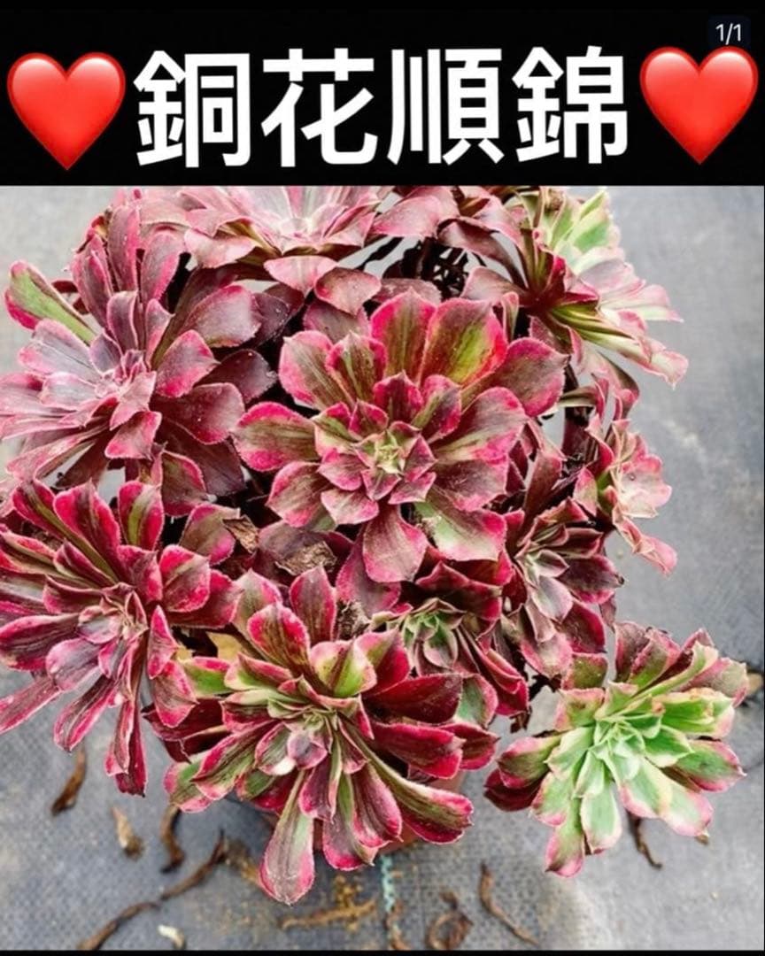 62#多肉植物アエオニウム錦❤️銅花順錦❤️1大頭11cm拔き苗