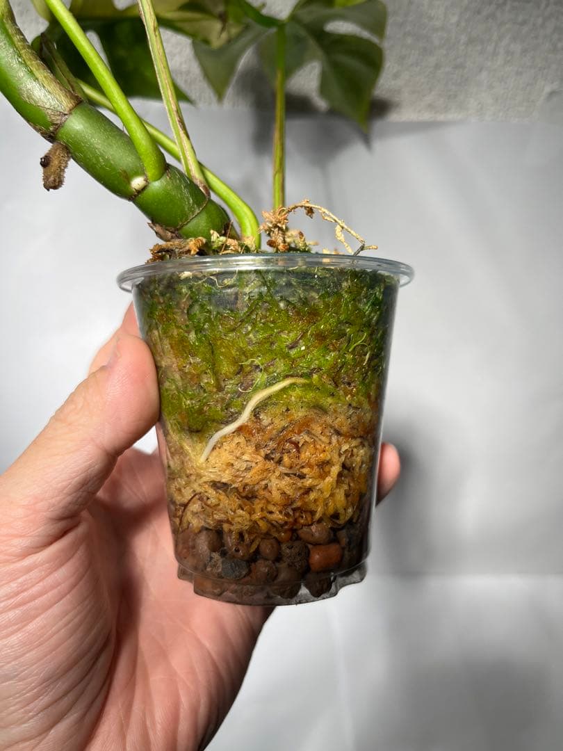 ラフィドフォラ・テトラスペルマ・バリエガータ・ミント大株（ハーフ個体・美斑入り）