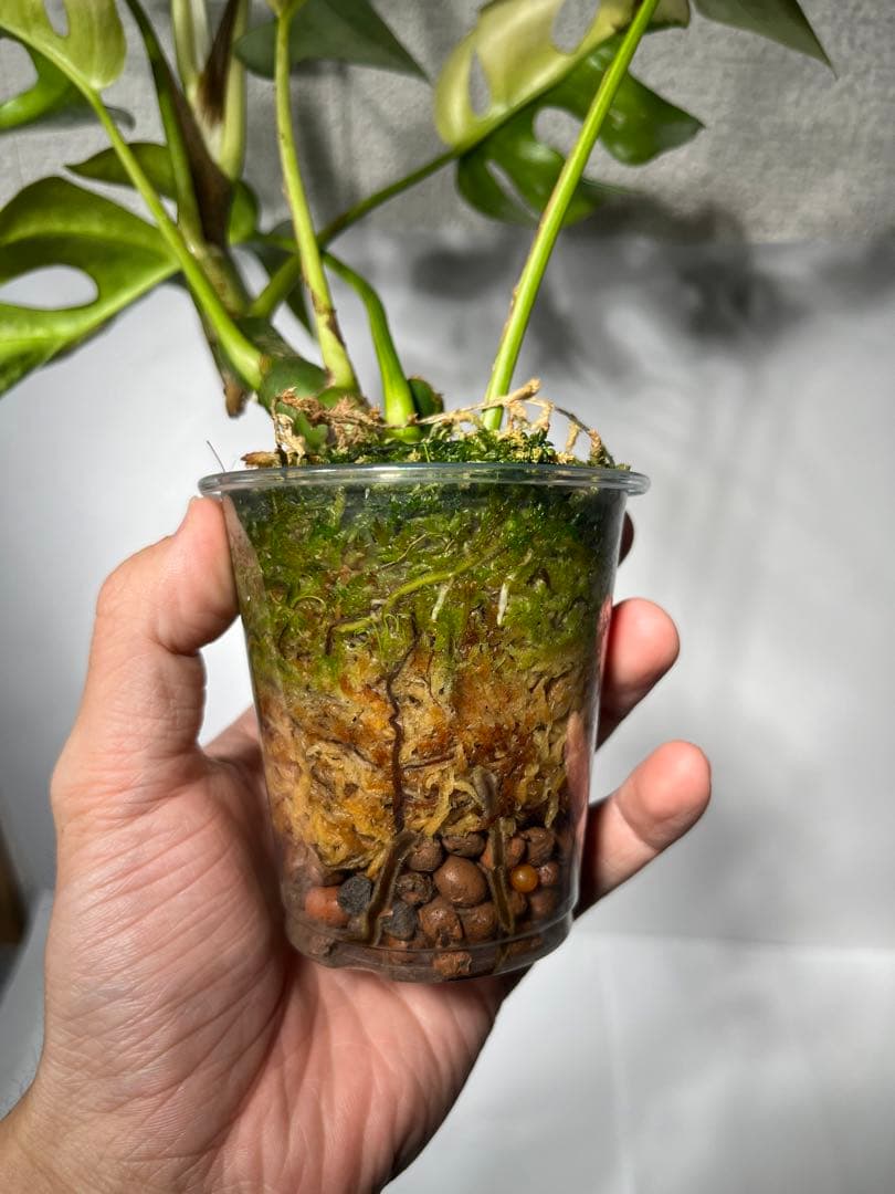 ラフィドフォラ・テトラスペルマ・バリエガータ・ミント大株（ハーフ個体・美斑入り）