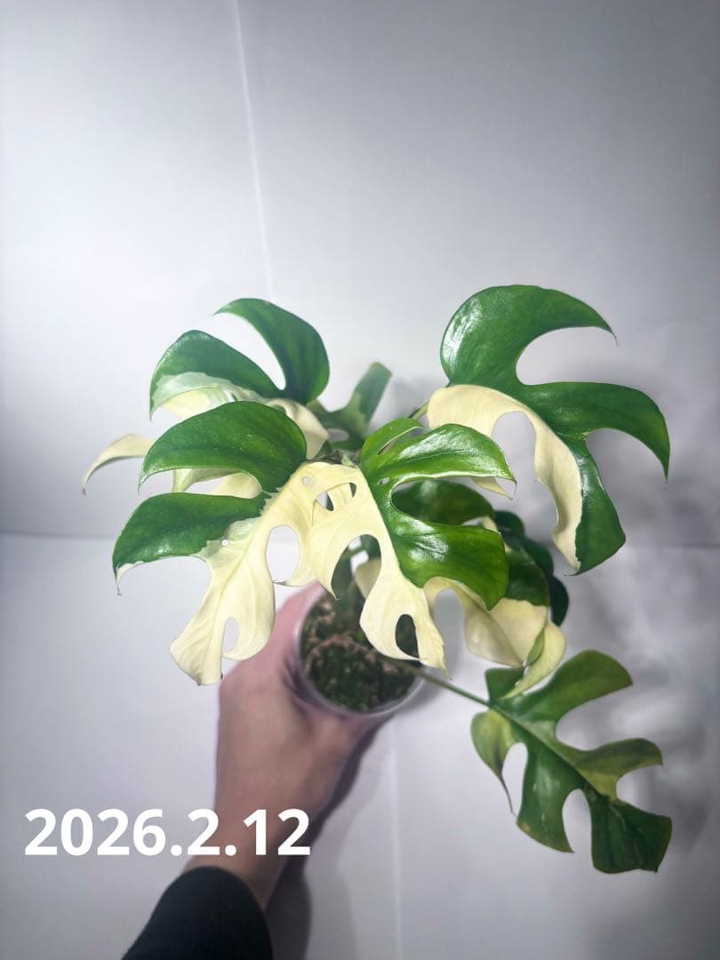 ラフィドフォラ・テトラスペルマ・バリエガータ・ミント大株（ハーフ個体・美斑入り）