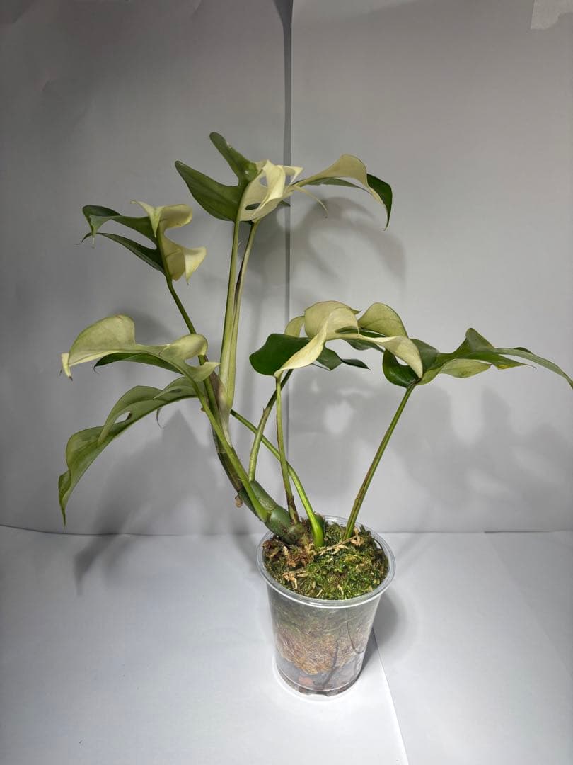 ラフィドフォラ・テトラスペルマ・バリエガータ・ミント大株（ハーフ個体・美斑入り）