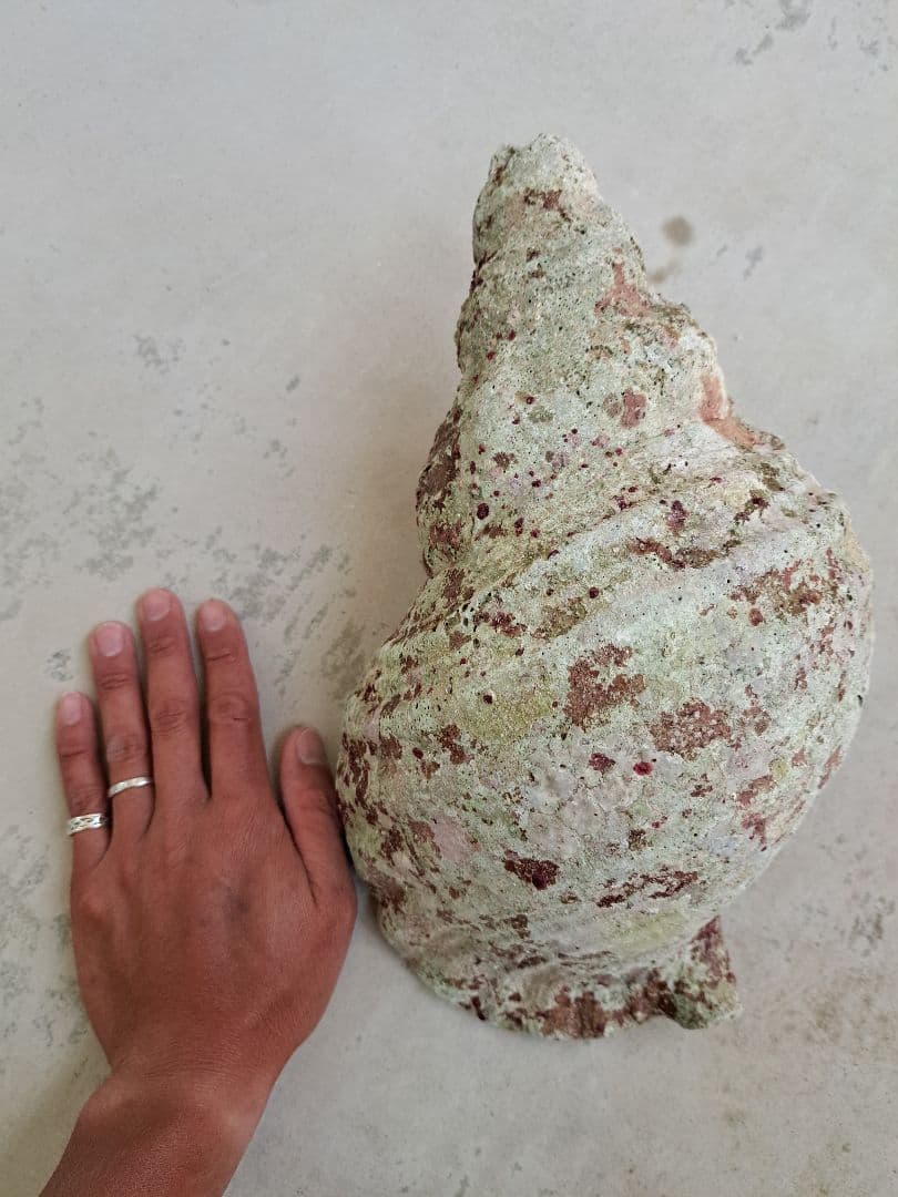 沖縄県産☆特大法螺貝