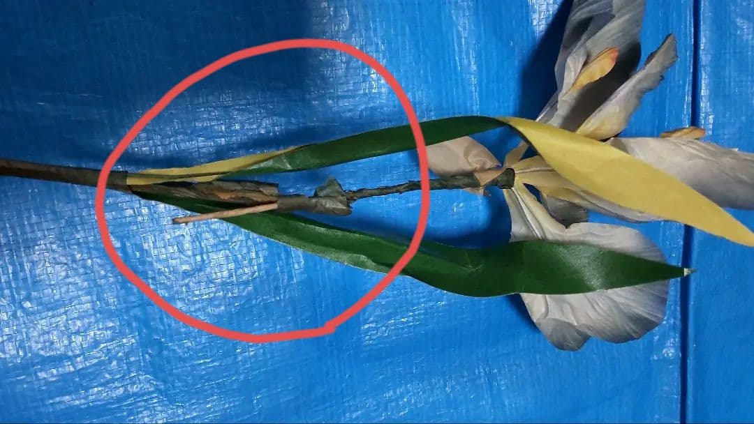 5月人形 雄山 大鎧 １２号 こどもの日 人形セット