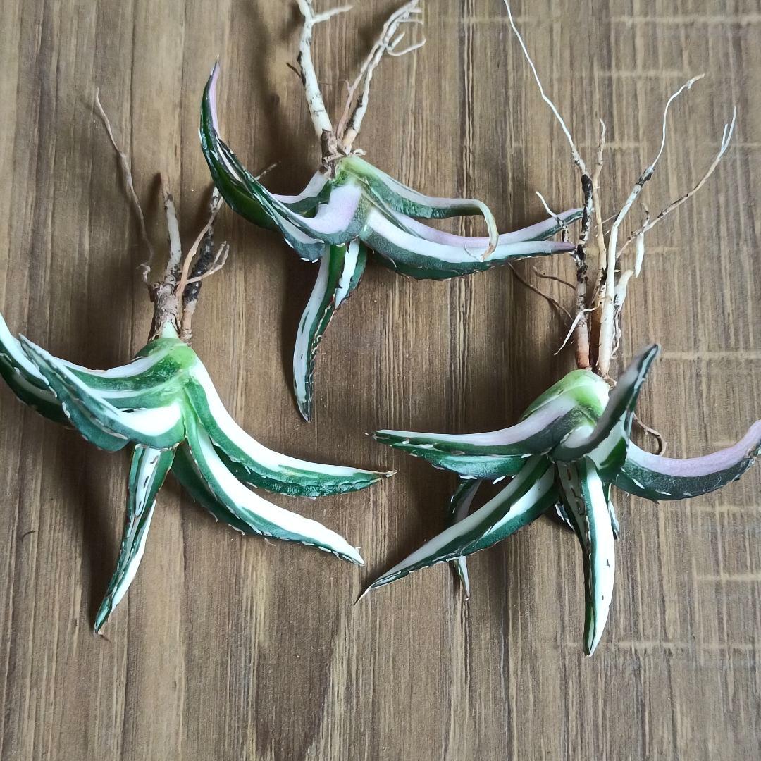 A079 特選 アガベ チタノタ 氷山白中斑 鮮明錦 永久斑 極上3株同梱