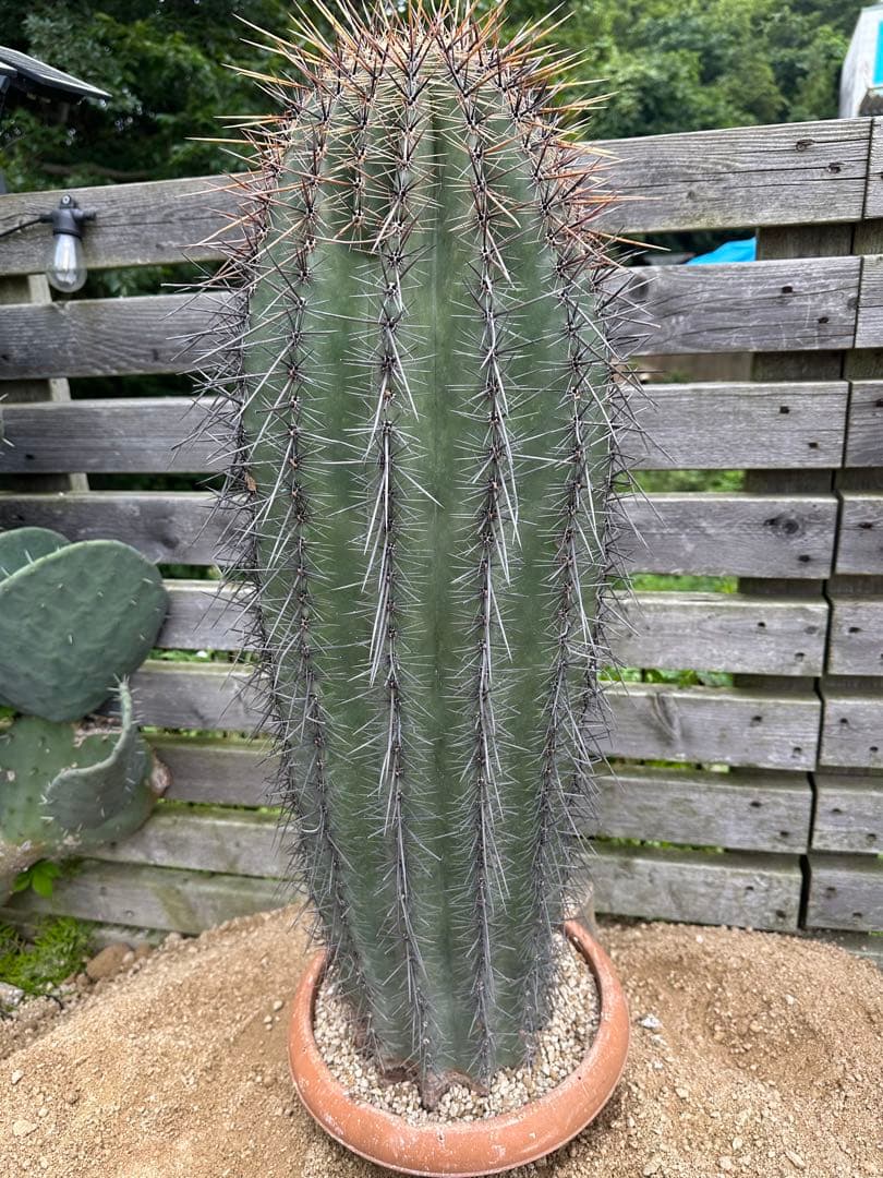 弁慶柱　特大　極太　発根済み