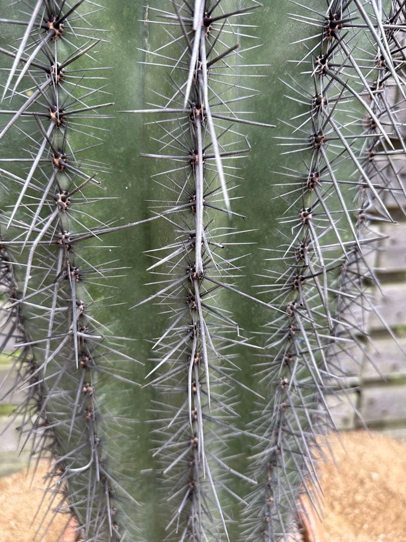 弁慶柱　特大　極太　発根済み