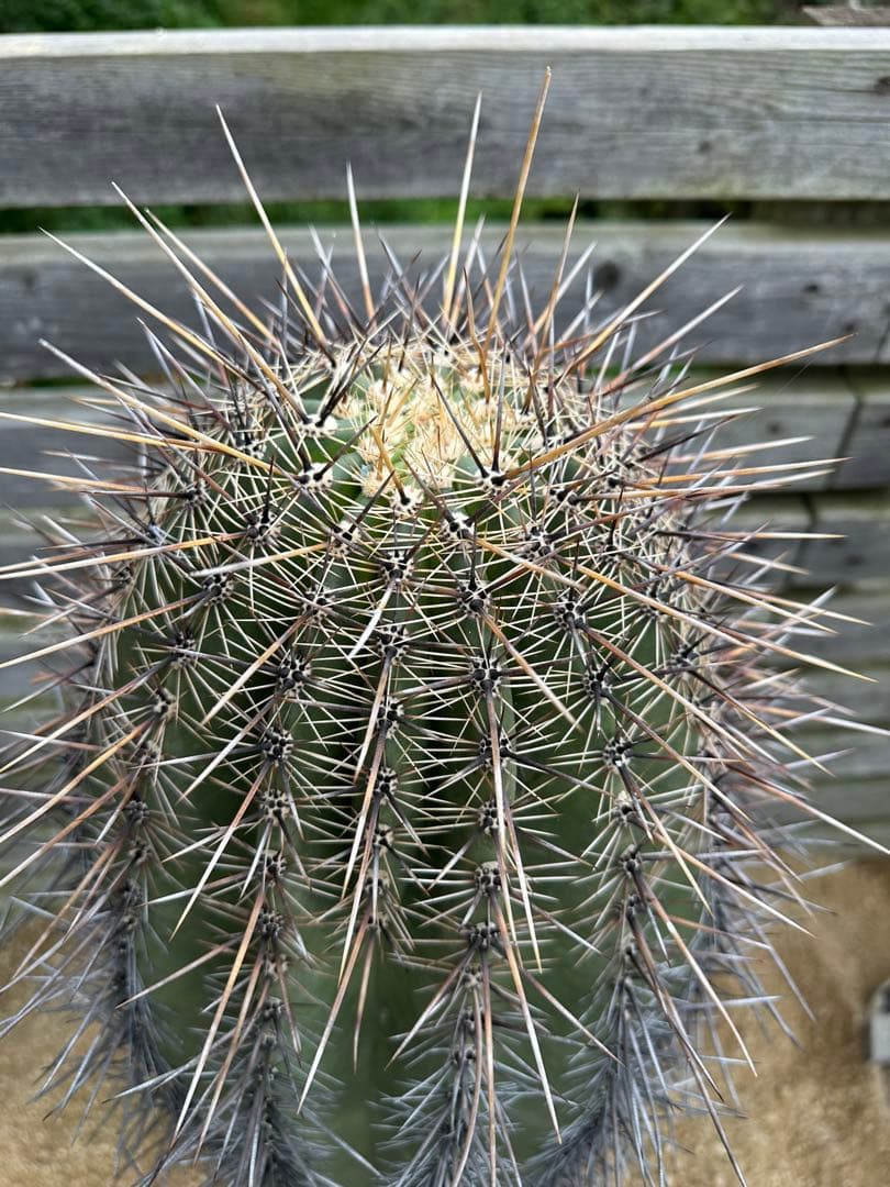弁慶柱　特大　極太　発根済み