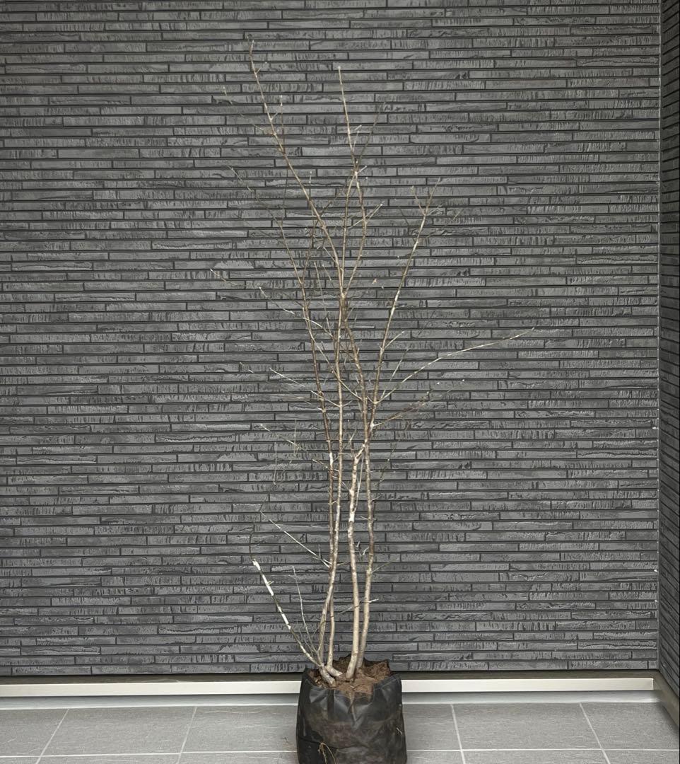 山採り天然　アオダモ　3本株立ち　14