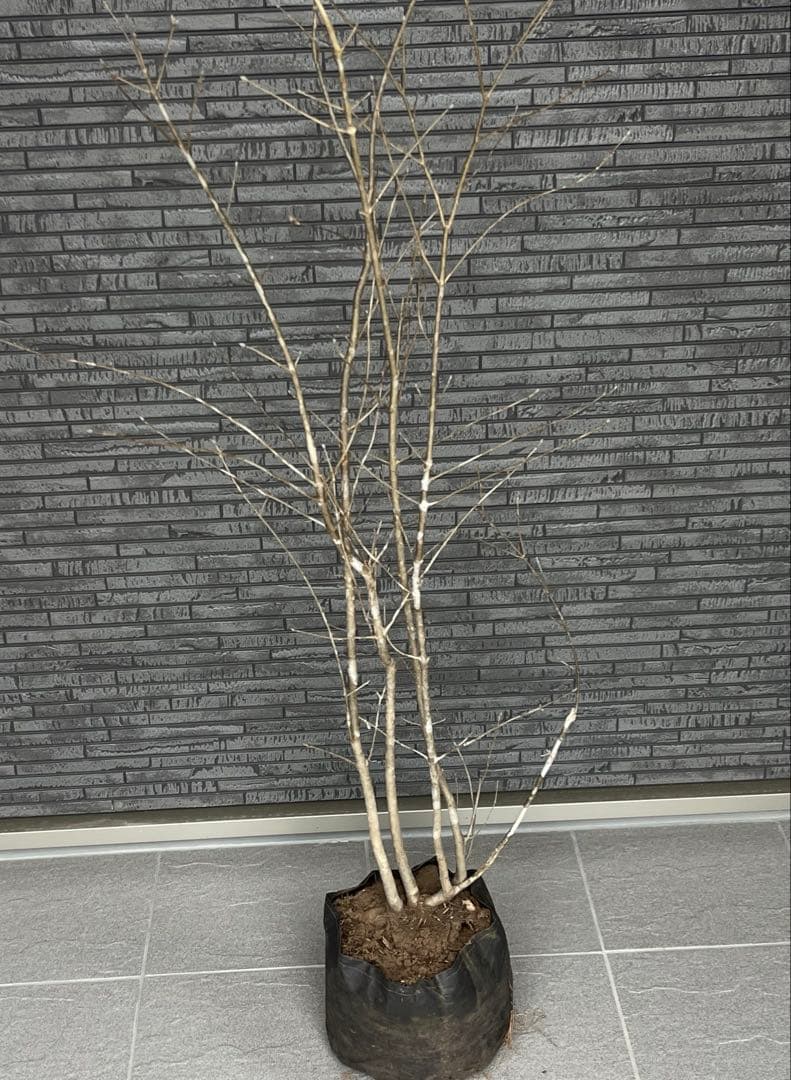 山採り天然　アオダモ　3本株立ち　14