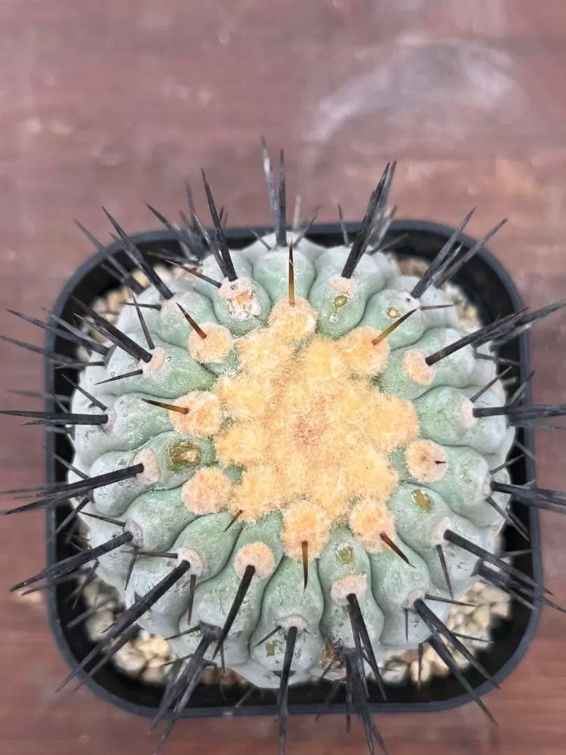 【現地球】コピアポア シネレア 黒王丸 弧竜丸　大株　山木 発根済み