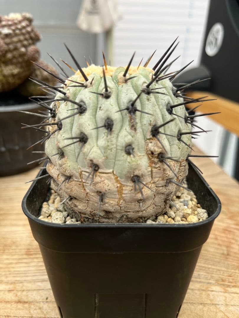 【現地球】コピアポア シネレア 黒王丸 弧竜丸　大株　山木 発根済み