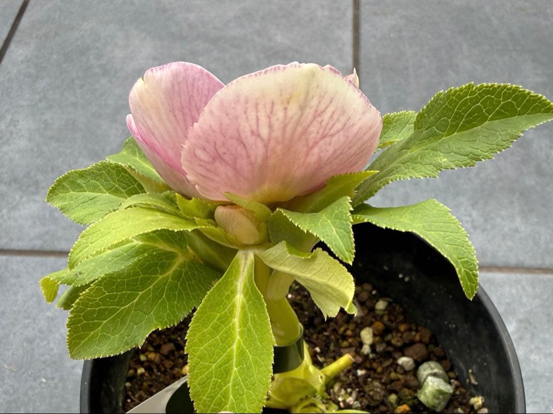 クリスマスローズ　広瀬園芸リバーシブルボカシ系セミダブルオーレア