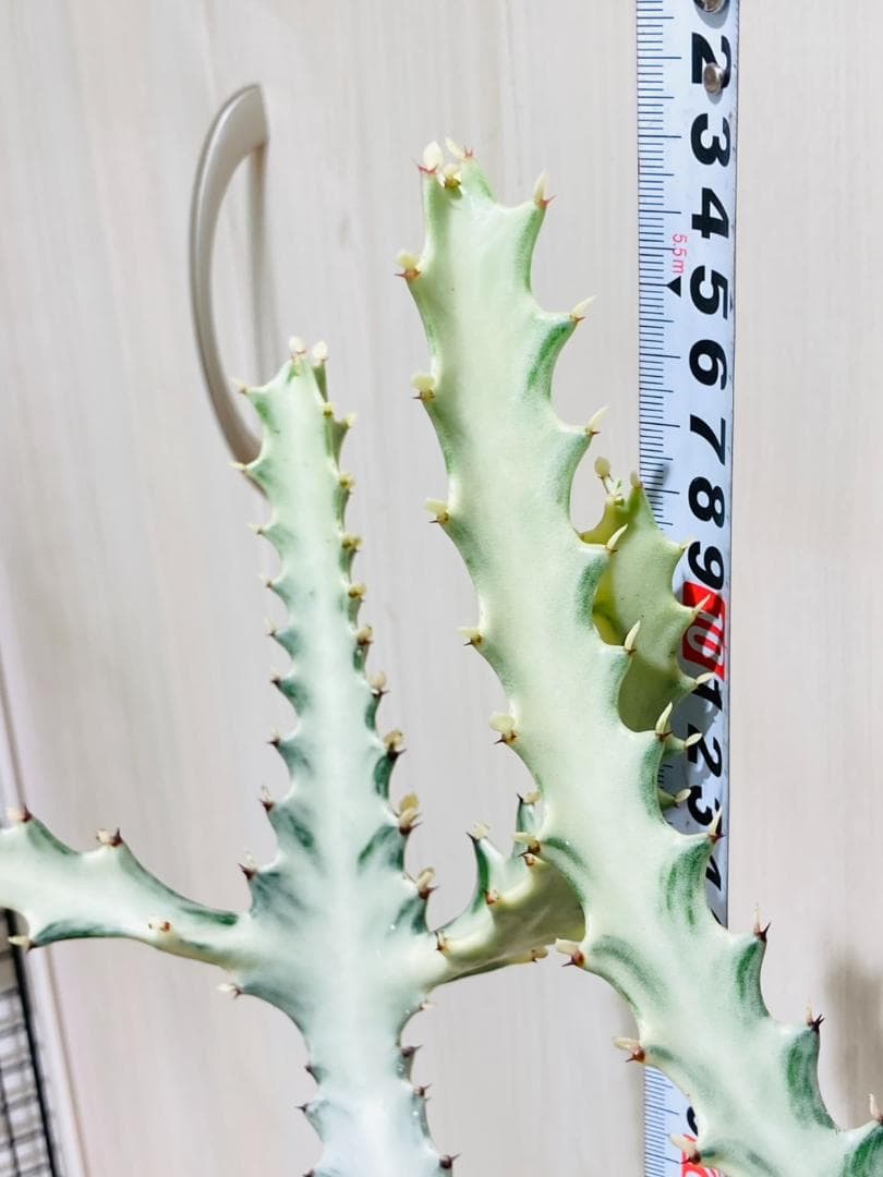 【多肉植物】ユーフォルビア・ホワイトゴースト（4号深型スリット鉢付き）