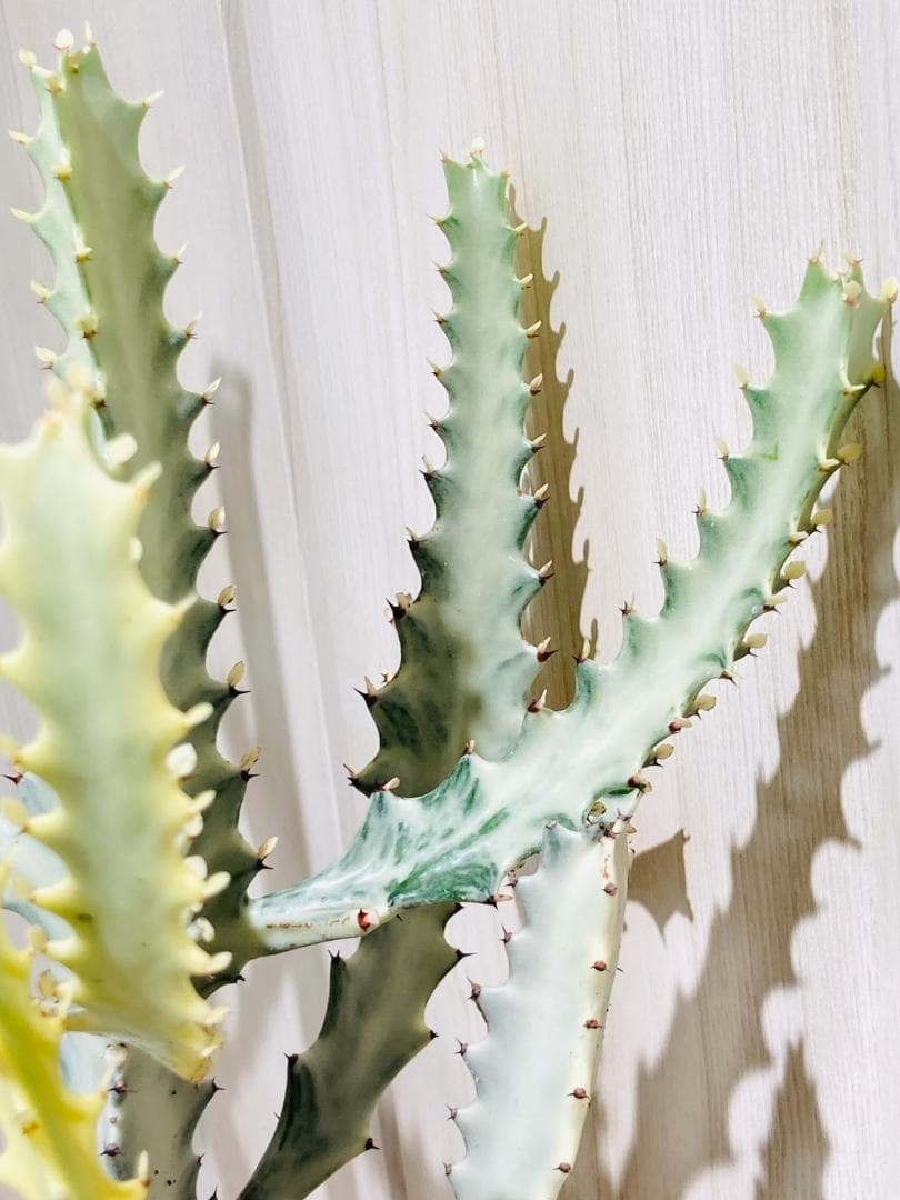 【多肉植物】ユーフォルビア・ホワイトゴースト（4号深型スリット鉢付き）