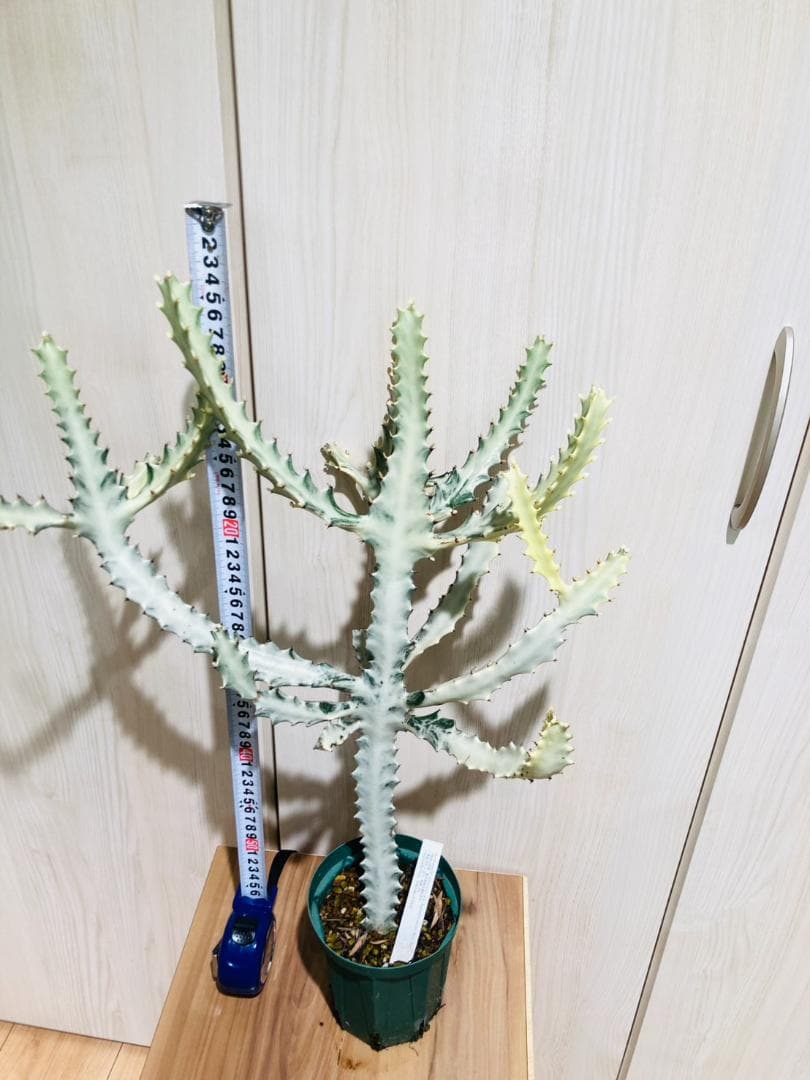 【多肉植物】ユーフォルビア・ホワイトゴースト（4号深型スリット鉢付き）