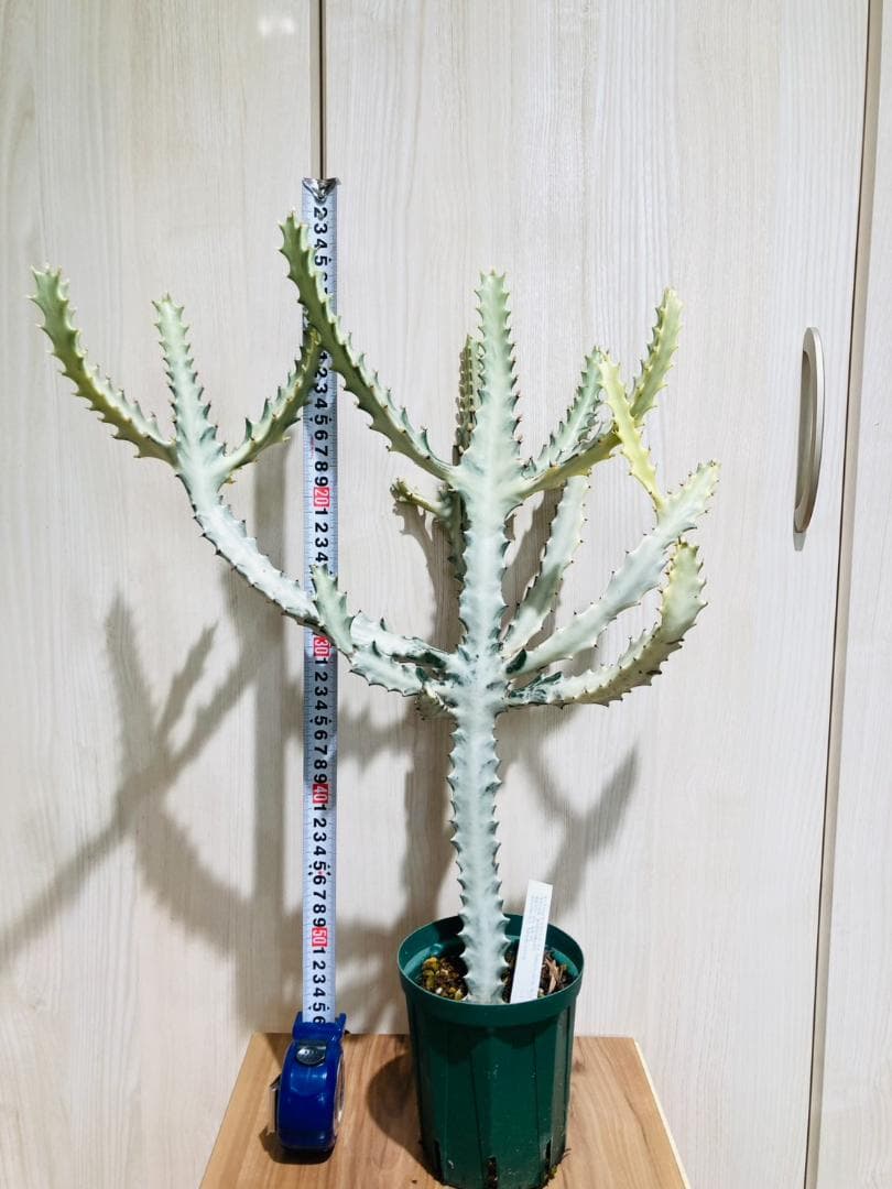 【多肉植物】ユーフォルビア・ホワイトゴースト（4号深型スリット鉢付き）