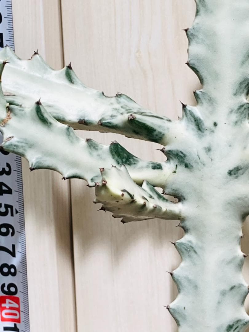 【多肉植物】ユーフォルビア・ホワイトゴースト（4号深型スリット鉢付き）